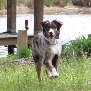 Meet your Posher, Carson